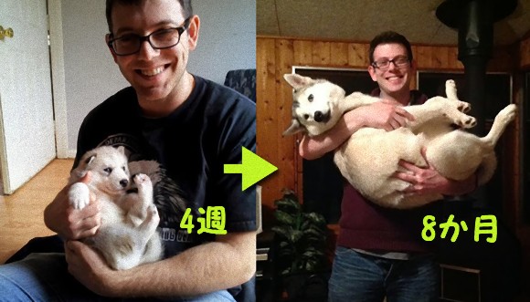 こんなに大きくなりました。子犬を抱いて約7か月、同じポーズで撮影した写真