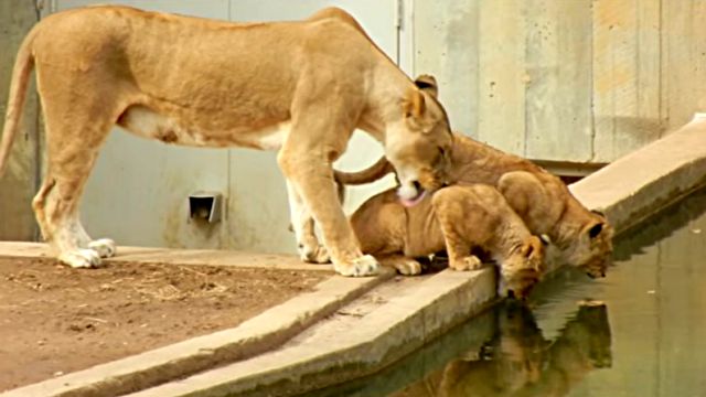 「ママってば、もういい加減にしてよ！」子供を水に落っことしちゃったお母さんライオン