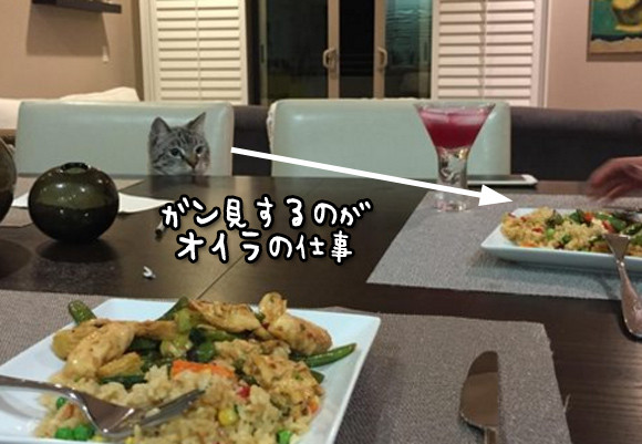 一年365日、人間の食事を完全監視体勢で見つめる猫のいる風景