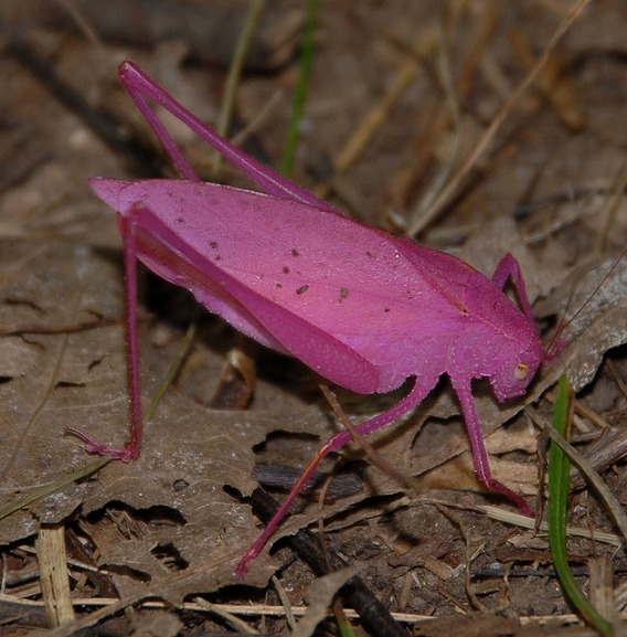 pink katydid 7