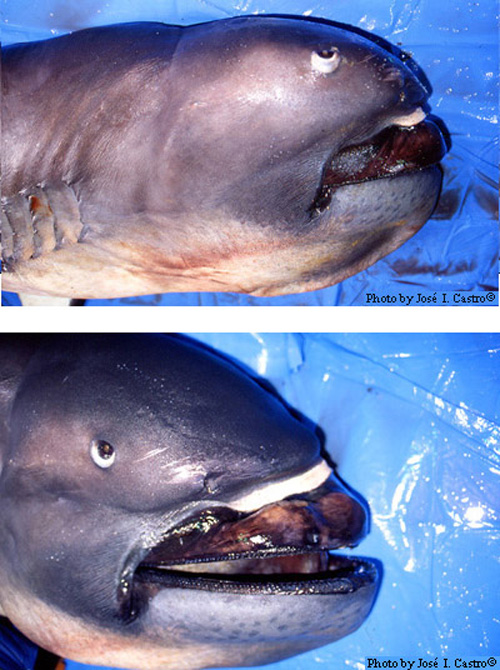 sharks_14