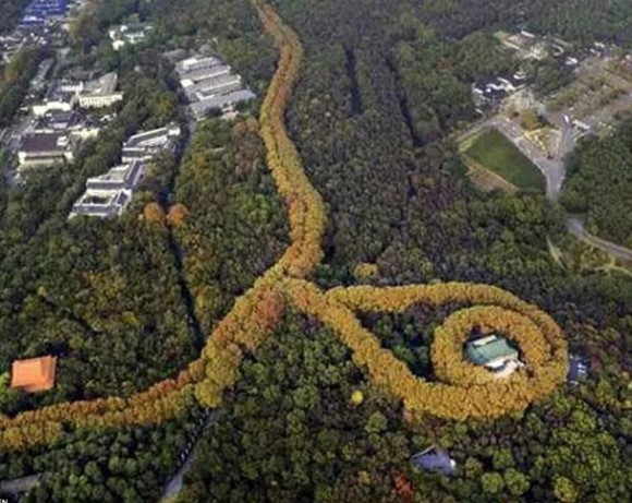 これが偶然の産物とは！プラタナスの木々が作り出した巨大なるネックレス。中国南京「美齢宮」