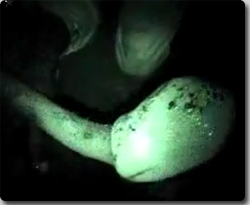 深夜の「ミル貝」ホラー劇場