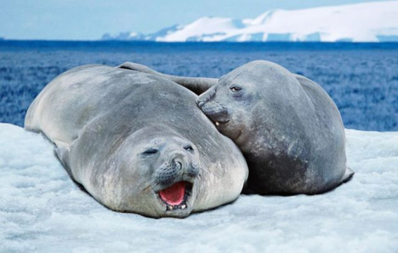 these_funny_animals_470_640_32