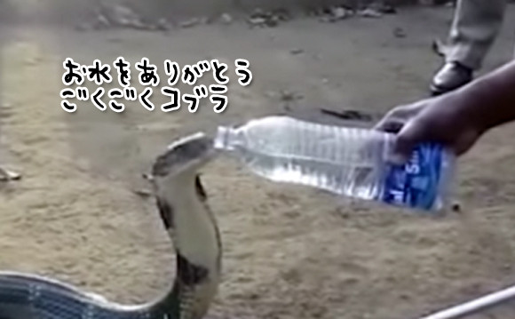 厳しい干ばつの中、村に水を求めてやってきたのはなんとキングコブラ！人間が持つペットボトルから直接水を飲んでった（インド）