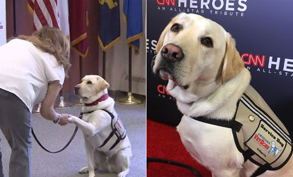 ブッシュ元大統領と最後まで一緒にいた介助犬のサリー、次の任務は退役軍人のサポート（アメリカ）