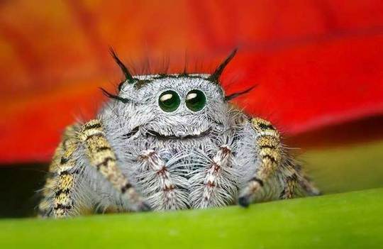 cute-animals-spiders-2