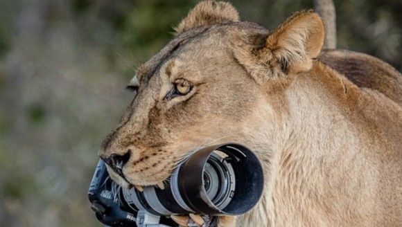 子供たちの遊び道具にちょうどいいわ。母ライオンがカメラマンから高価なカメラを奪っていきました（ボツワナ）