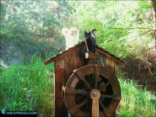 cat-rancho-30