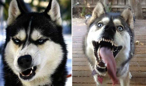 愛さずにはいられない！表情豊かすぎるハスキー、マラミュート犬の無敵な表情・ポーズ画像