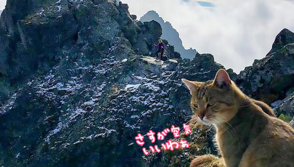 なぜこんな高所に猫が！？標高2500メートルの山の山頂でイエネコが優雅にくつろいでいた件（ポーランド）