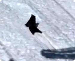 クマさんの、つるるん雪で一人遊び