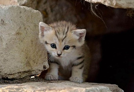 sand_cat_kitten_06