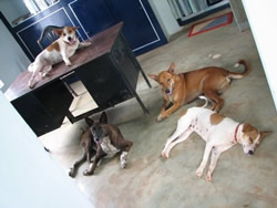 職場に犬がいると社員のストレス度が下がる（米研究）
