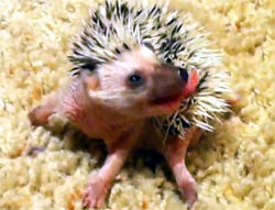 ハリネズミの子どもたちを手のひらに乗せて観察するとかわいさ倍増