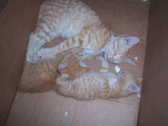 kittens_found_by_us_marines_in_afghanistan_15