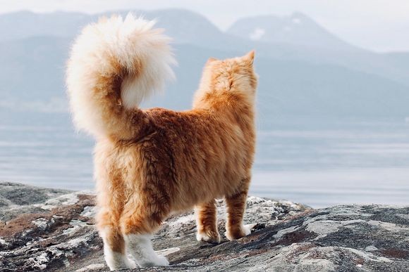 巨大でモフモフ。リスのような尻尾を持ち、犬のような性格を持った猫（ノルウェー）