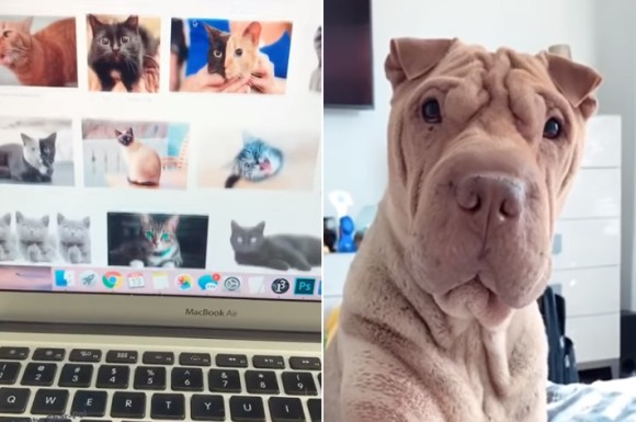 パソコンで猫画像を見ていた時の犬の反応