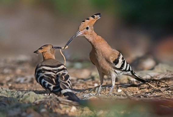 birds_26