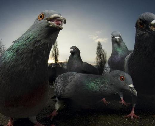 pigeons-in-a-london-park_0