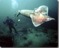 伝説のUMA『クラーケン』の正体、全長3メートルを越すニュウドウイカの生きた映像（ただしぐったり）