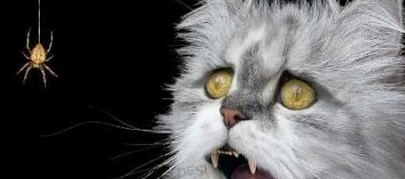 虫を追跡し積乱雲が生まれる現場を突き止めることに成功（日本気象研究所）