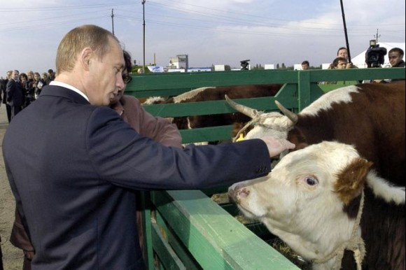 牛とプーチン大統領