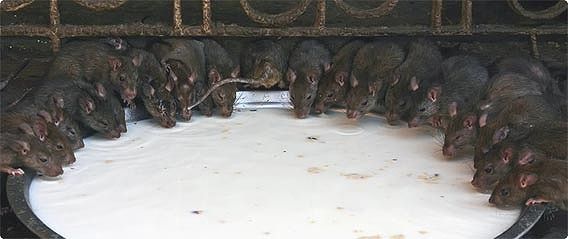 これが本当のディズニーランド？大量のネズミが構内で放し飼い　ネズミの聖地、インド「カルニマタ寺院」