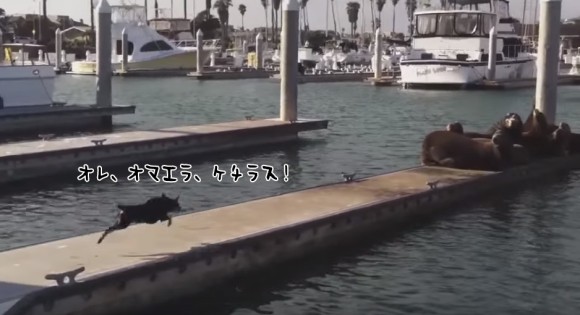 むしゃくしゃしてやった。相手は誰でもよかった。犬、まったりと日光浴をしていたアシカを蹴散らす