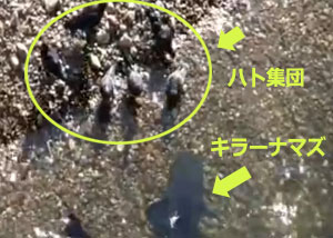 おちおち水も飲めないよ。水辺に来たハトを狩るキラーナマズの衝撃映像
