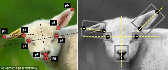 羊の表情を解析してその苦痛を判別するAIが開発される（英研究）