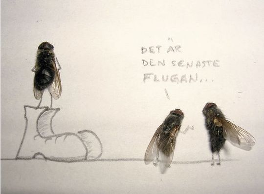 dead_flies_10