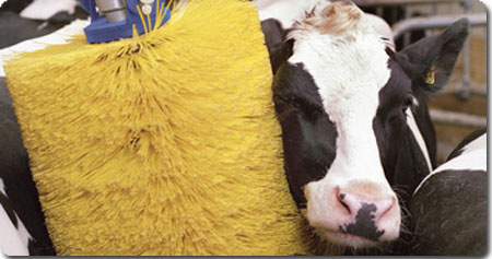 全自動牛洗いマシーン