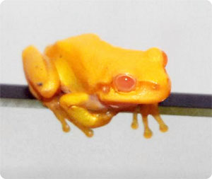 pyonkiti