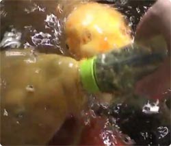 ボトルを使ってコイにエサを与えてみると・・・