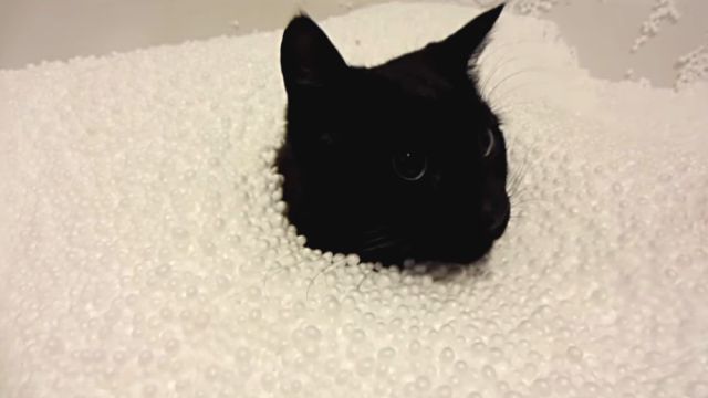 おうちのなかで雪遊び気分？極小の発泡ビーズに埋まって遊ぶ猫