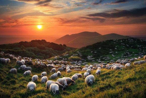 モフモフの羊たちの群れが雪のように地球を覆う素晴らしい写真