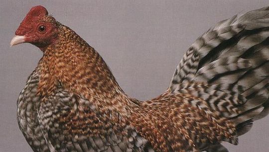 Unusual-hen-10