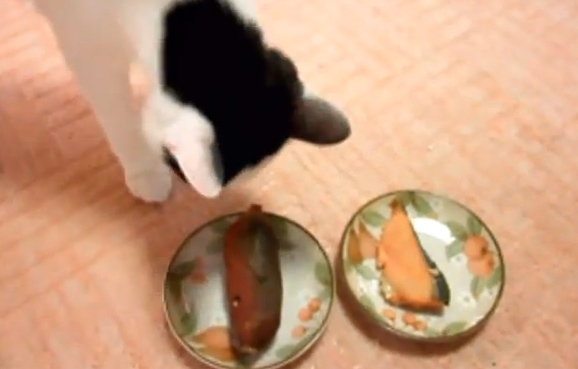 猫の目の前に焼き芋、焼き魚を置いてみた。どっちに興味を示すでしょうか？