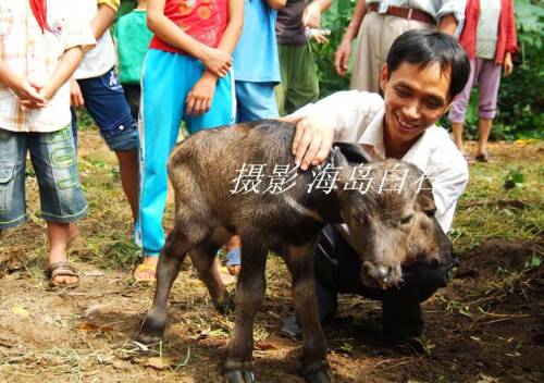 calf-009