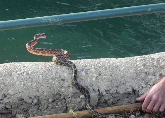 falcon_vs_snake_07