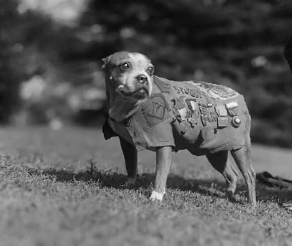 第一次世界大戦中、多くの兵士の命を救い、軍曹にまで上り詰めた犬、「スタビー軍曹」