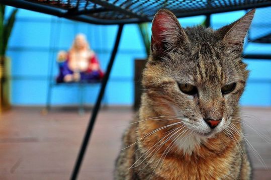 animals_77_11