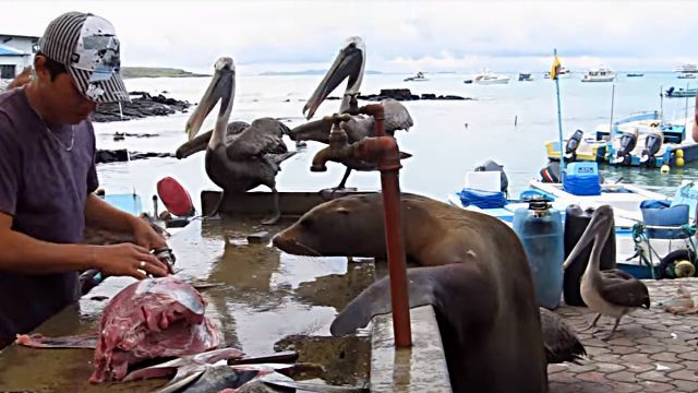 「おじさん、おじさん、お魚ちょーだい！」ガラパゴスの魚市場は優しい無法地帯だった