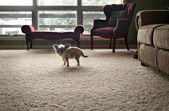 old_dogs_02