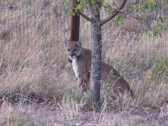 puma_15