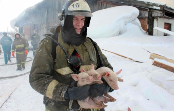 ロシアの農場で火災、150匹の子豚たちを消防士たちが救い出す