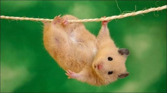 hamsters_07