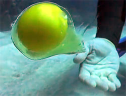 これは新感覚！生卵を水深20メートルの水中で割るとどうなる？