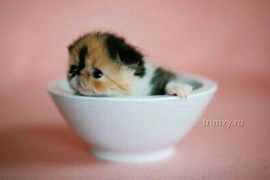 adorable_tiny_kitten_02